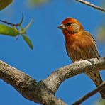 Hausgimpel Mann - House Finch (Carpodacus mexicanus)