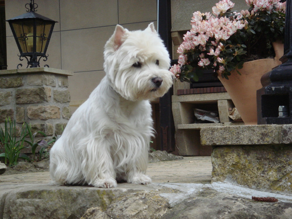 41+ frisch Vorrat Haus Hund Hutschik Hunde, Haushund, Hundehilfe