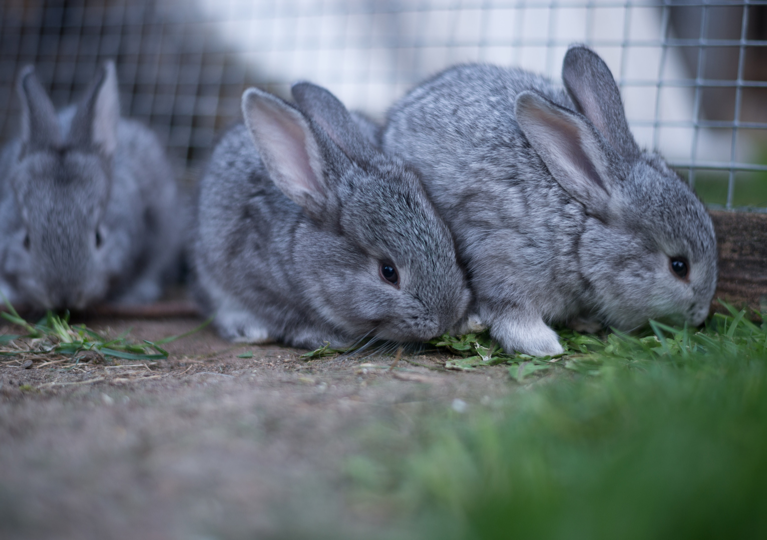 Hauskaninchen