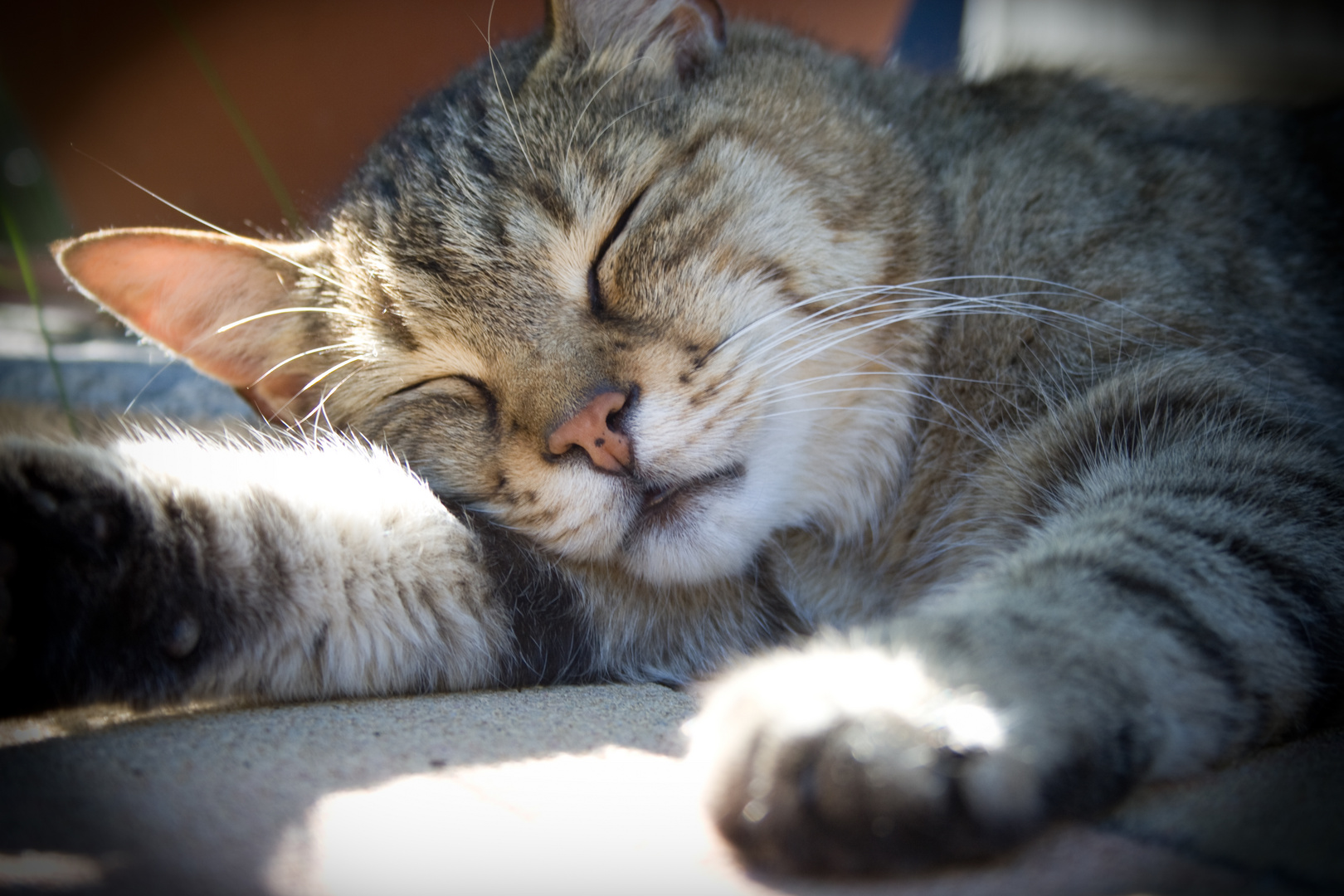 Hauskater Charlie genießt die Sonne.