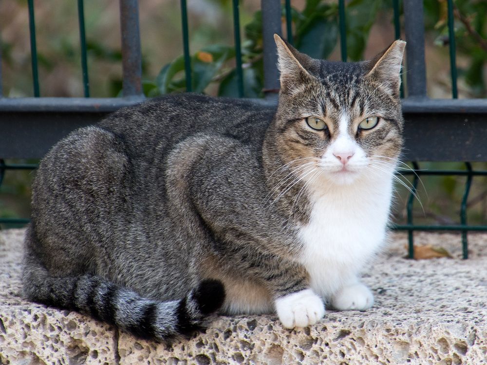 Hauskatze Foto & Bild | tiere, wildlife, säugetiere Bilder auf