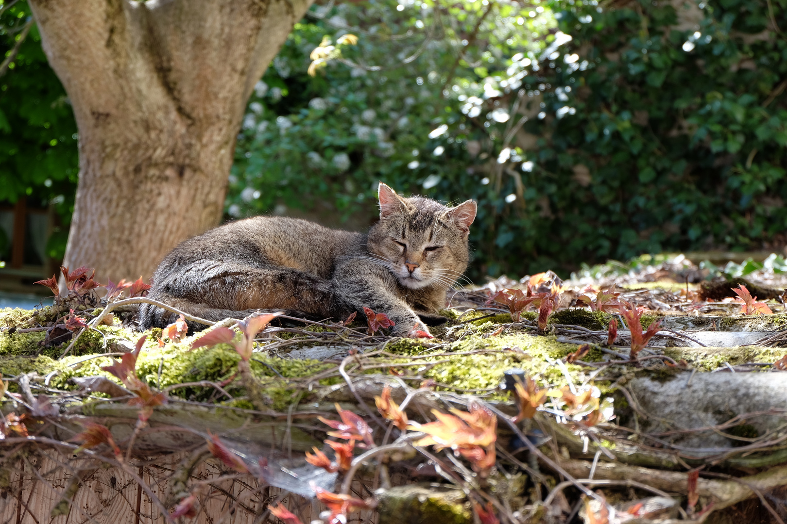 33+ nett Fotos Haus Katze - Hauskatze: der Stubentiger im Rasseportrait | ZooRoyal Magazin / Manchmal wollen katzen einfach für sich sein, sie suchen sich dann ein ruhiges plätzchen.