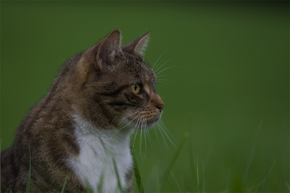 Hauskatze