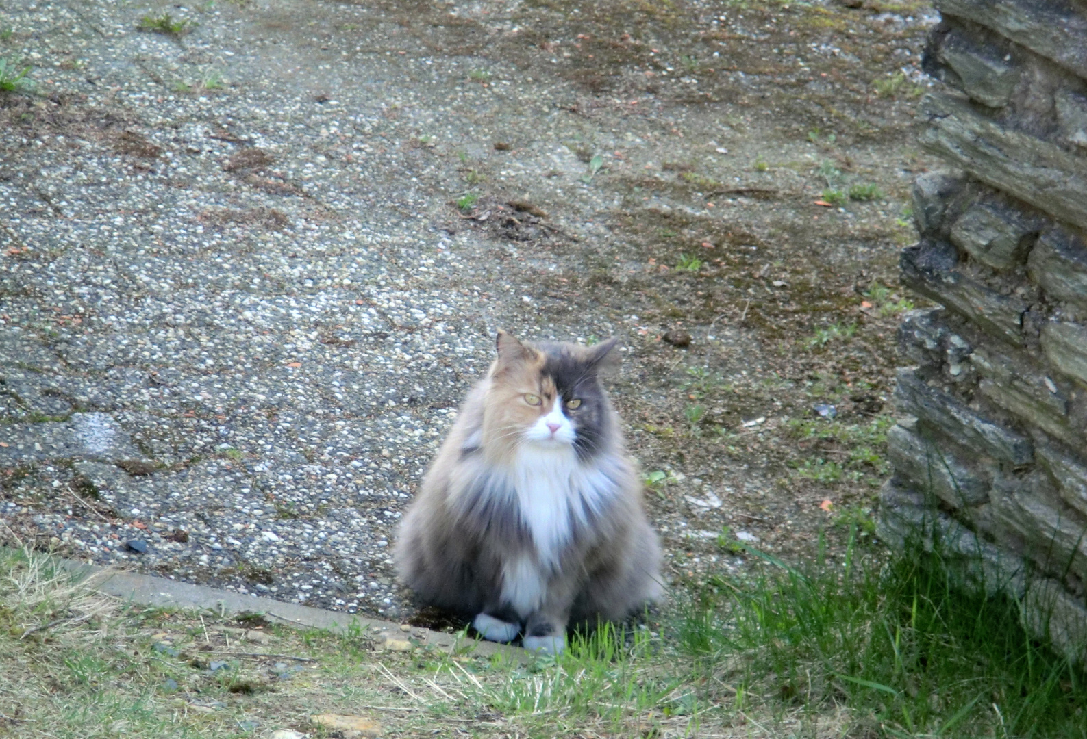 hauskatze