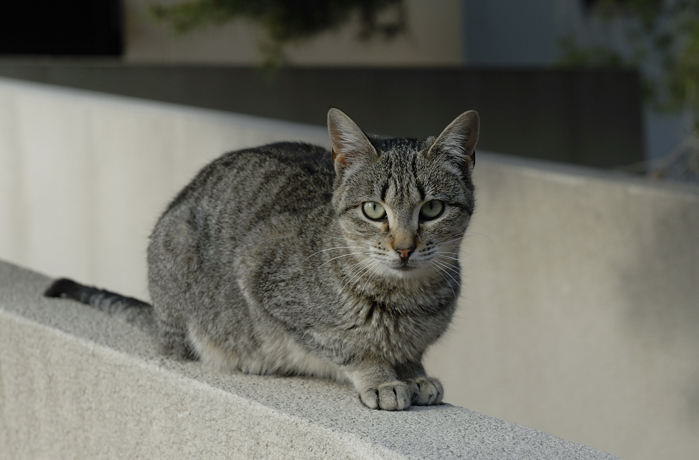 Hauskatze auf Mallorca