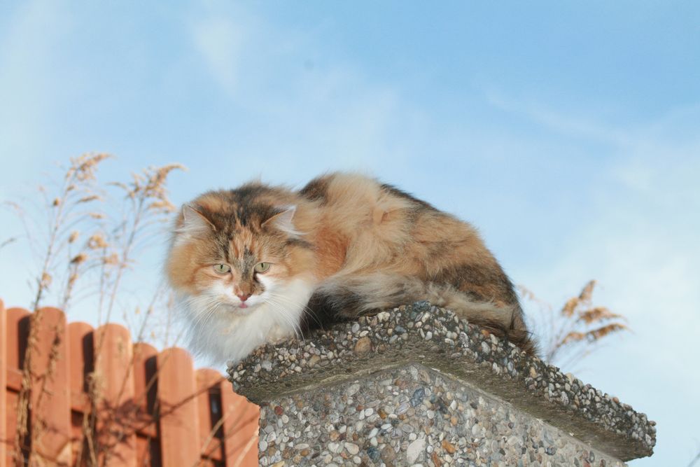 Hauskatze außer Haus