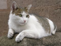 Hauskatze