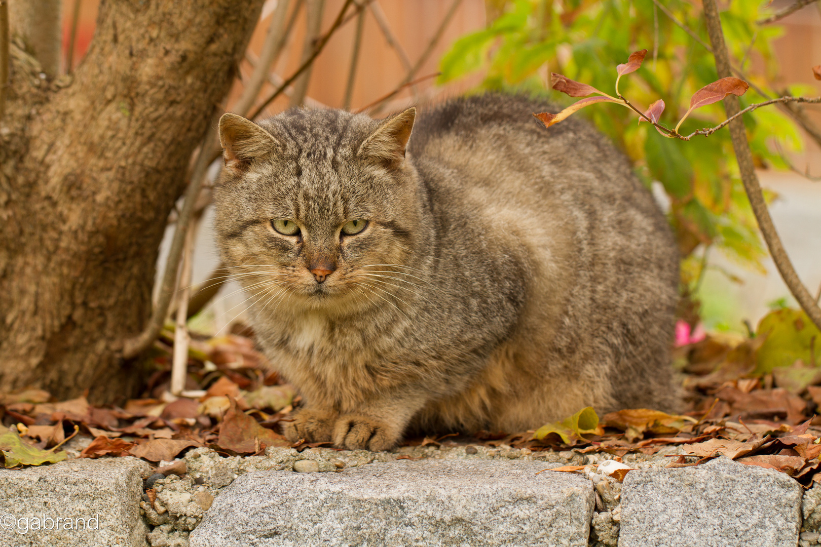 Hauskatze