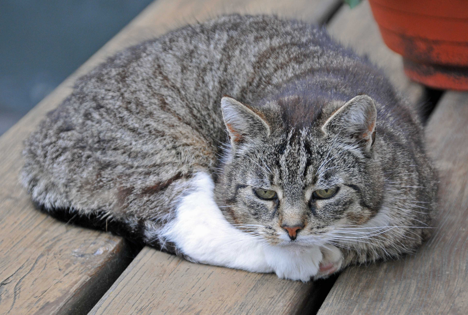 hauskatze hat es gut