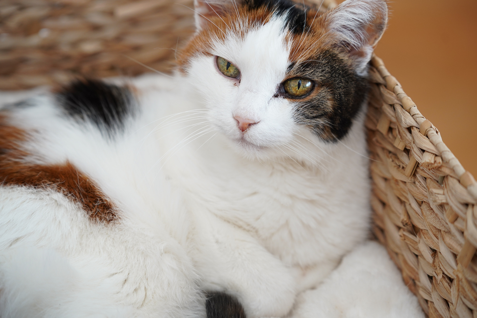 Hauskatze im Körbchen