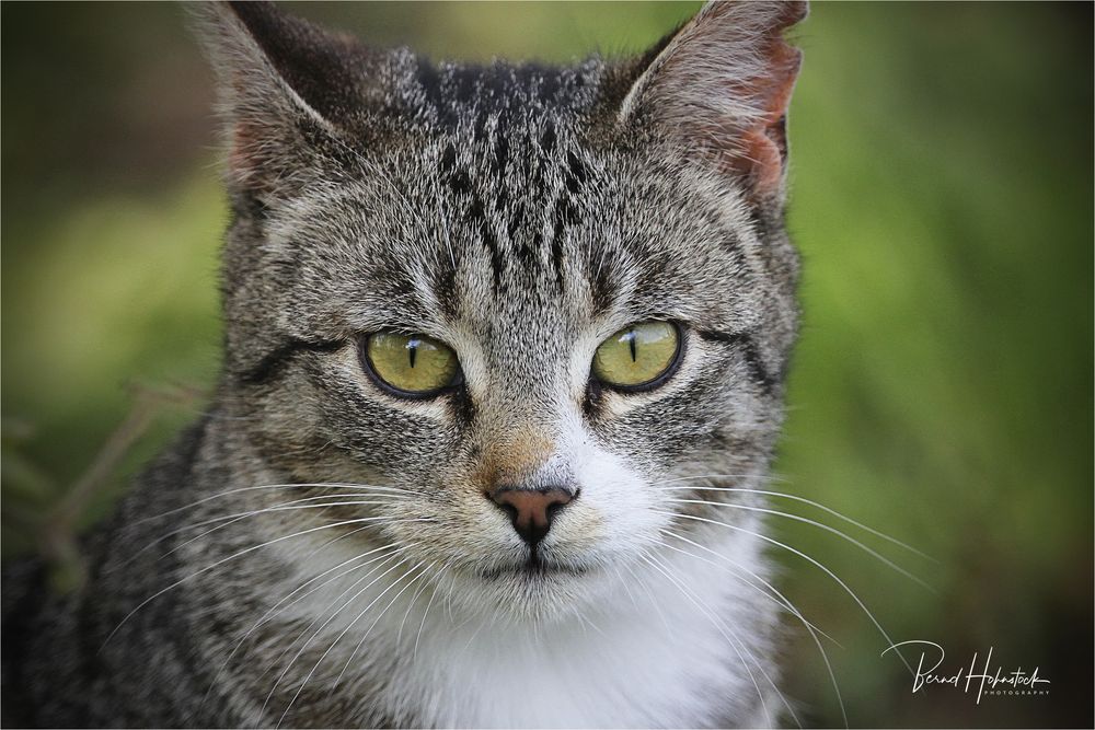 Hauskatze im Naturpark Schwalm - Nette ....