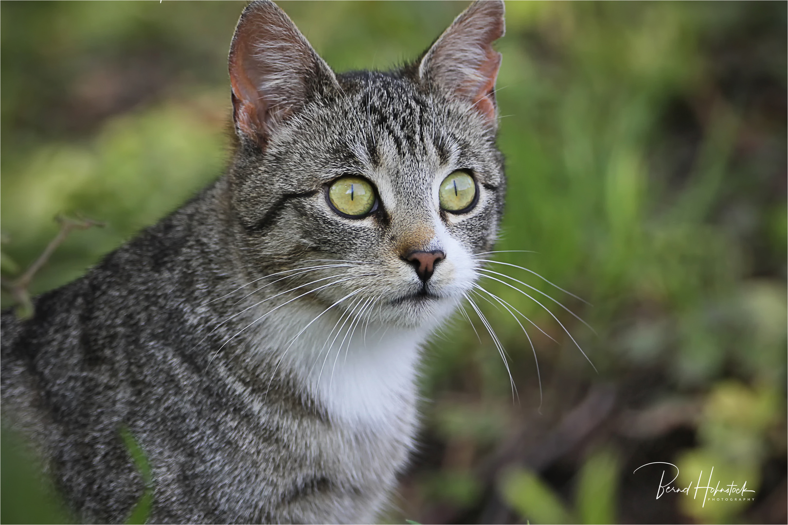 Hauskatze im Naturpark Schwalm - Nette ....