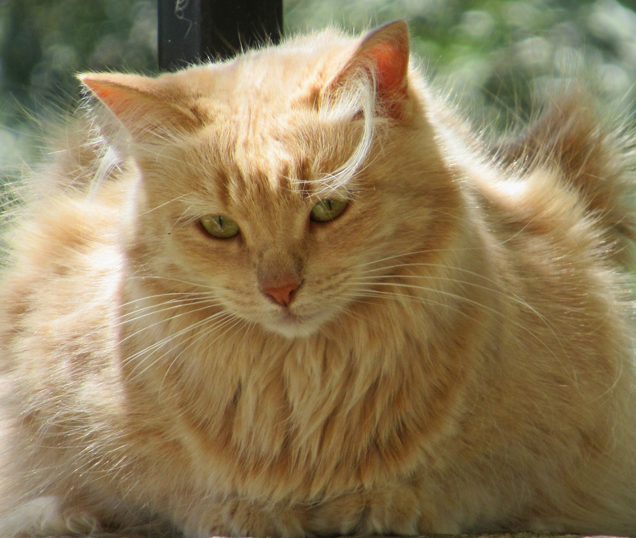 Hauskatze in einem Garten in Südfrankreich