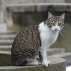 Hauskatze in Frankreich