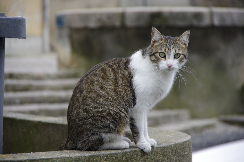 Hauskatze in Frankreich