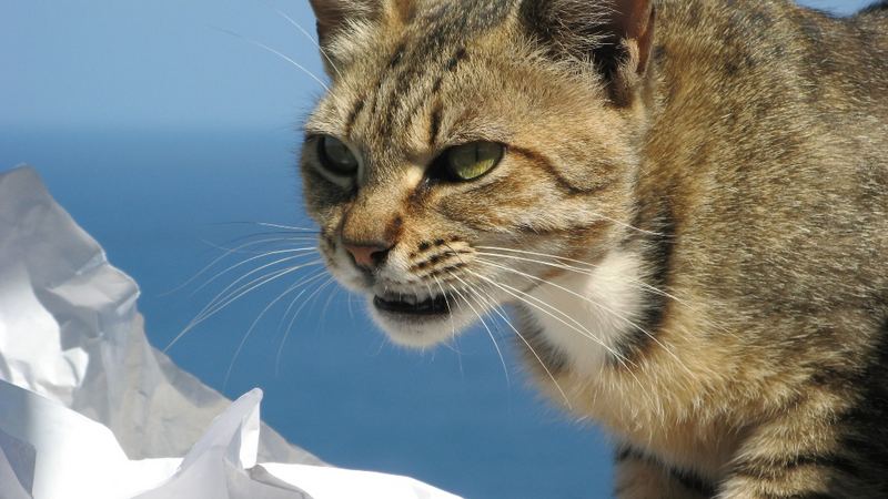 Hauskatze in Kalabrien