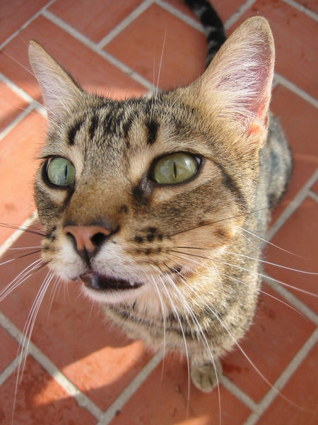 "Hauskatze" in Nerja