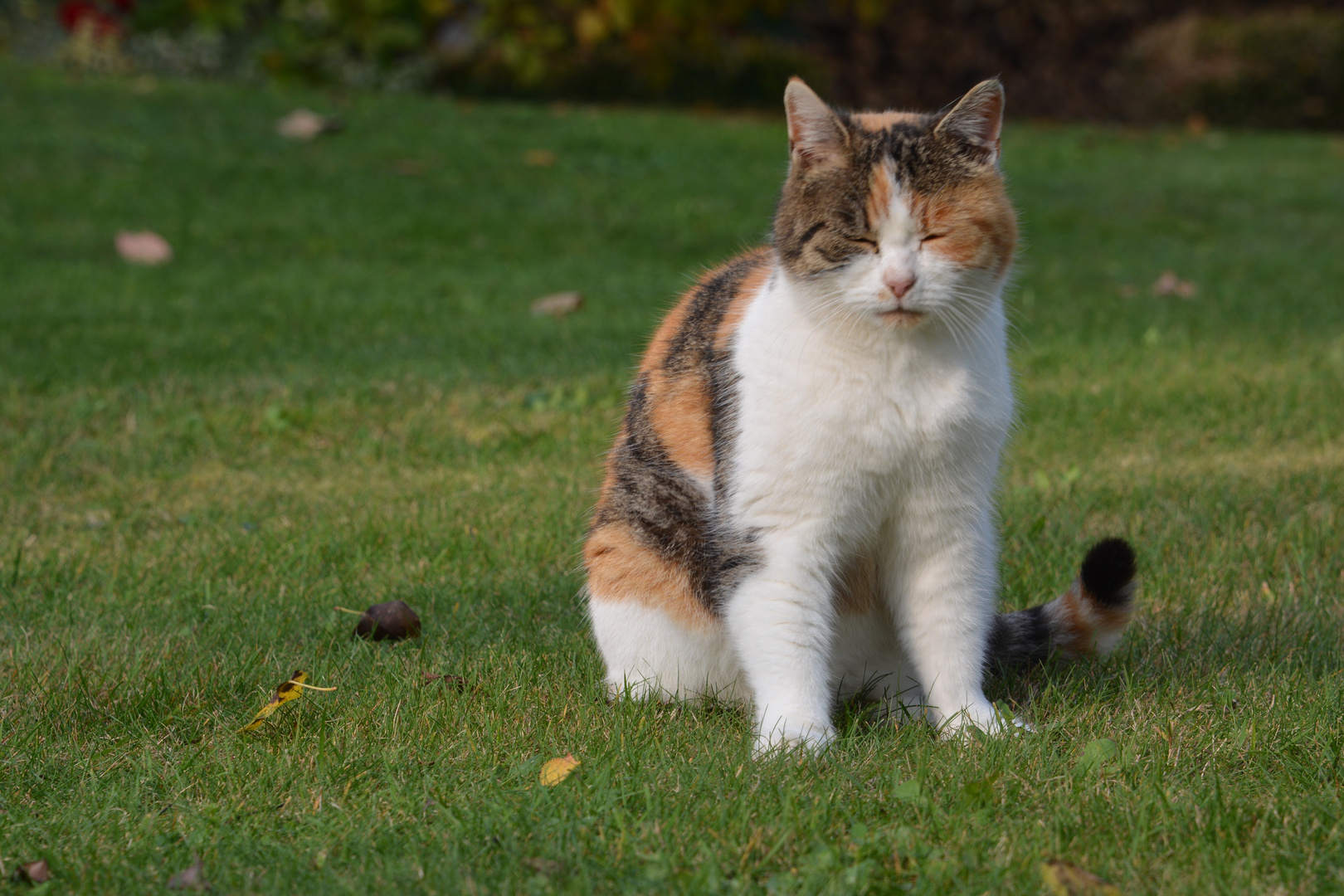 Hauskatze "Lucy"