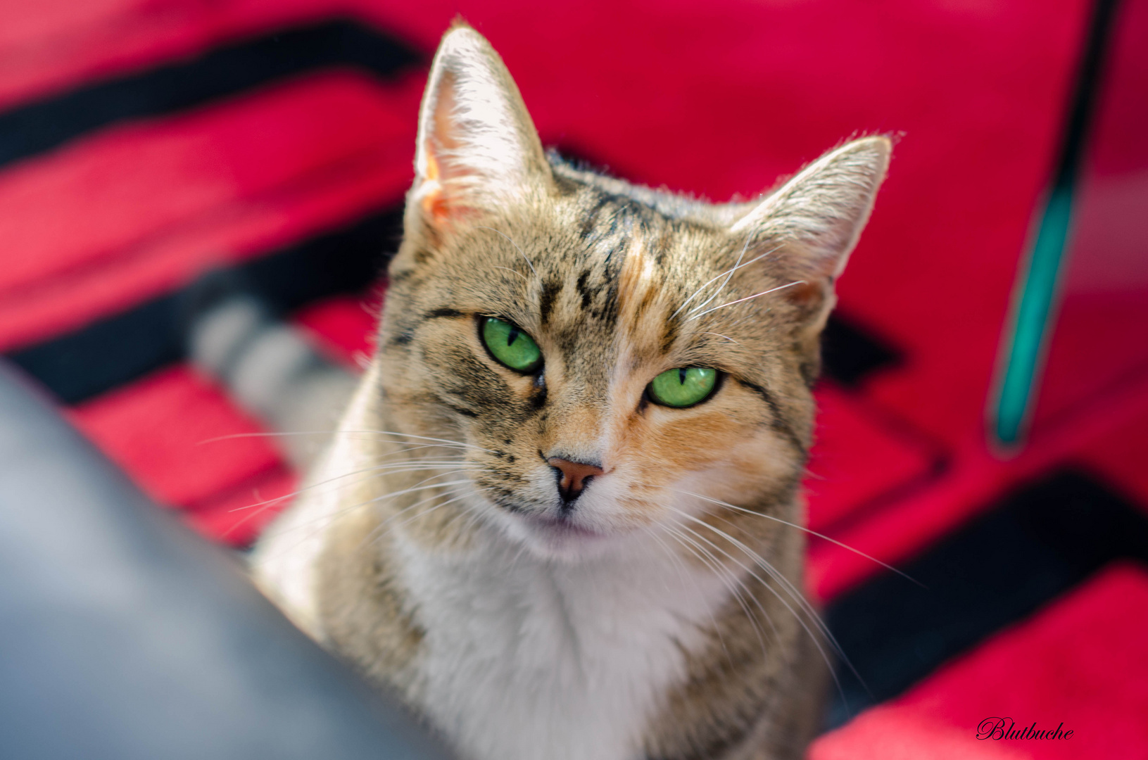 Hauskatze mit grünen Augen. :)