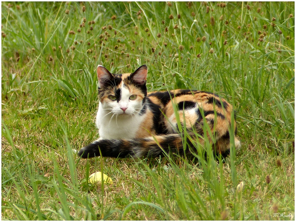 Hauskatze unterwegs ,