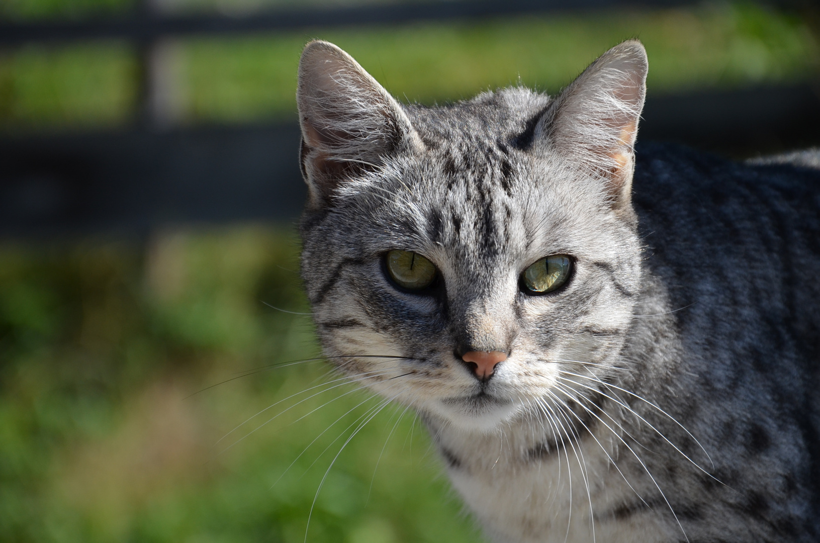 Hauskatze vom Bauernhof