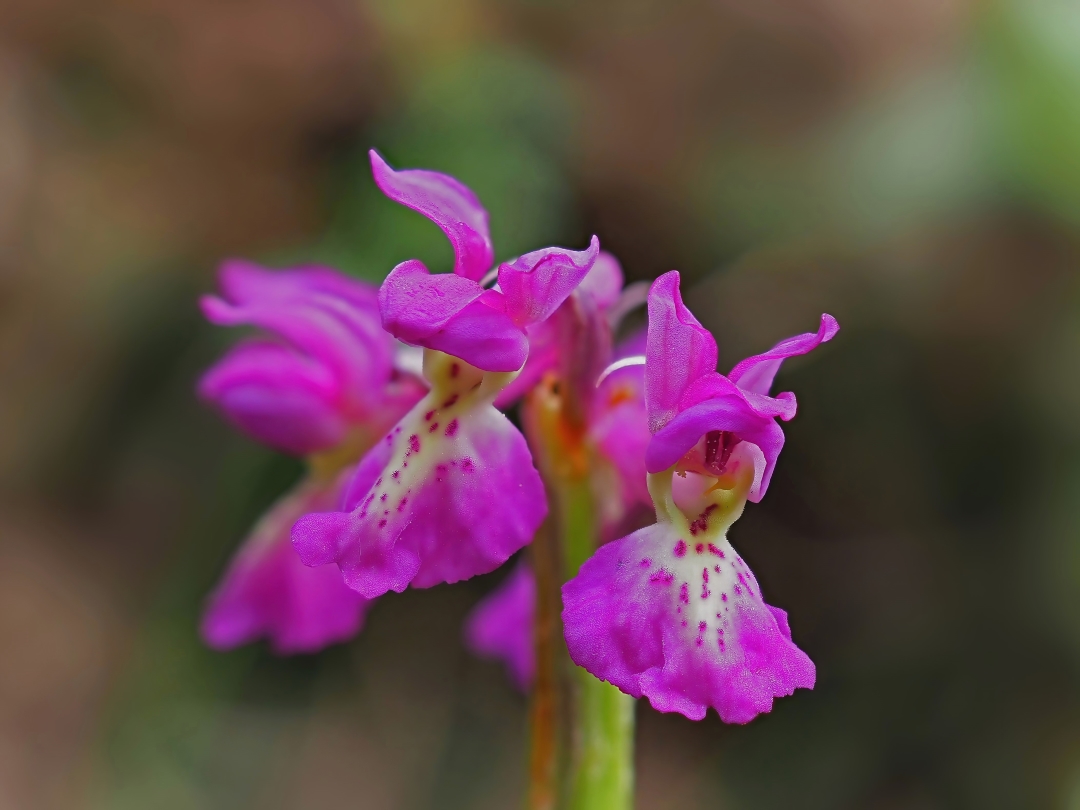 Hausknecht-Knabenkraut (Orchis x hausknechtii) 