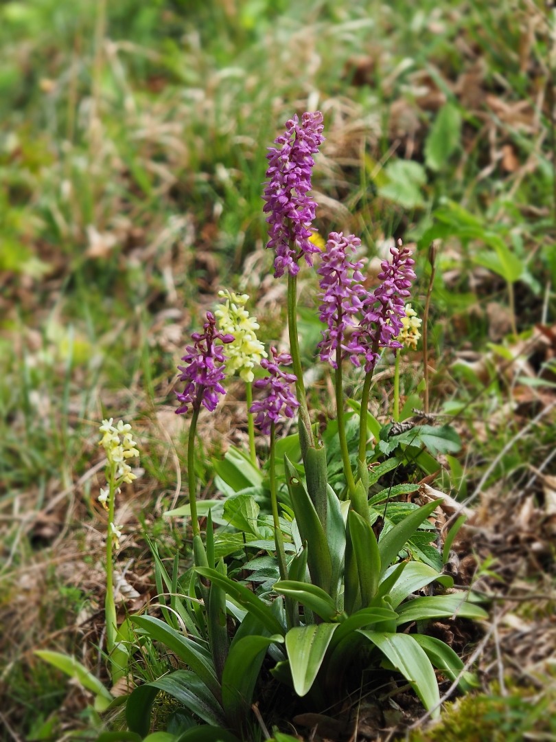 Hausknecht-Knabenkraut (Orchis x hausknechtii) u. Orchis pallens