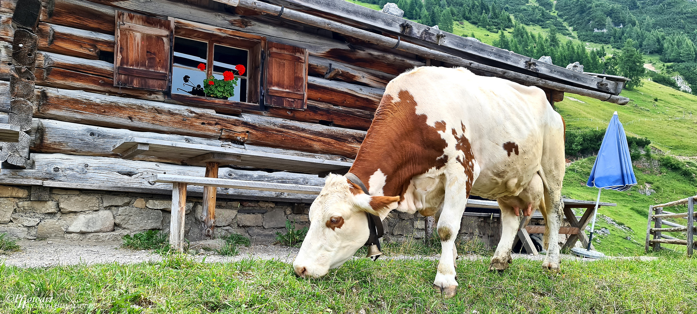 Hauskuh - Dalfaz-Alm