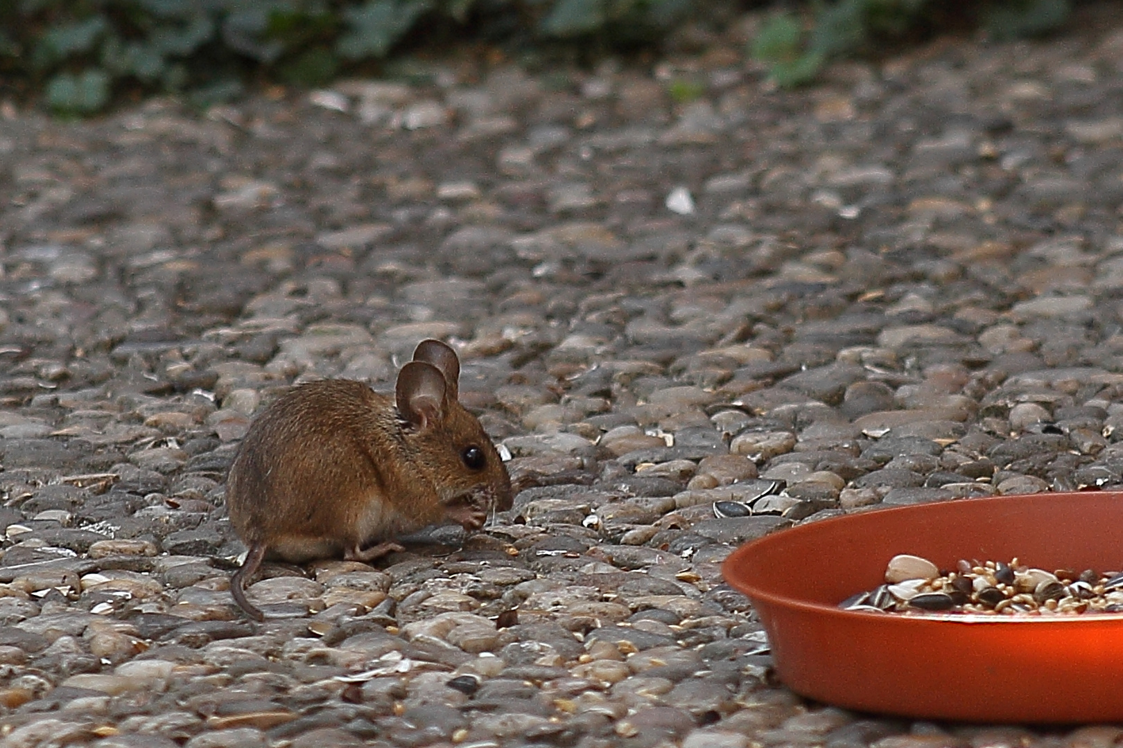 Hausmaus