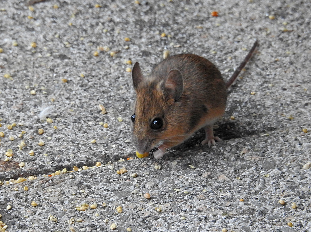 Hausmaus....