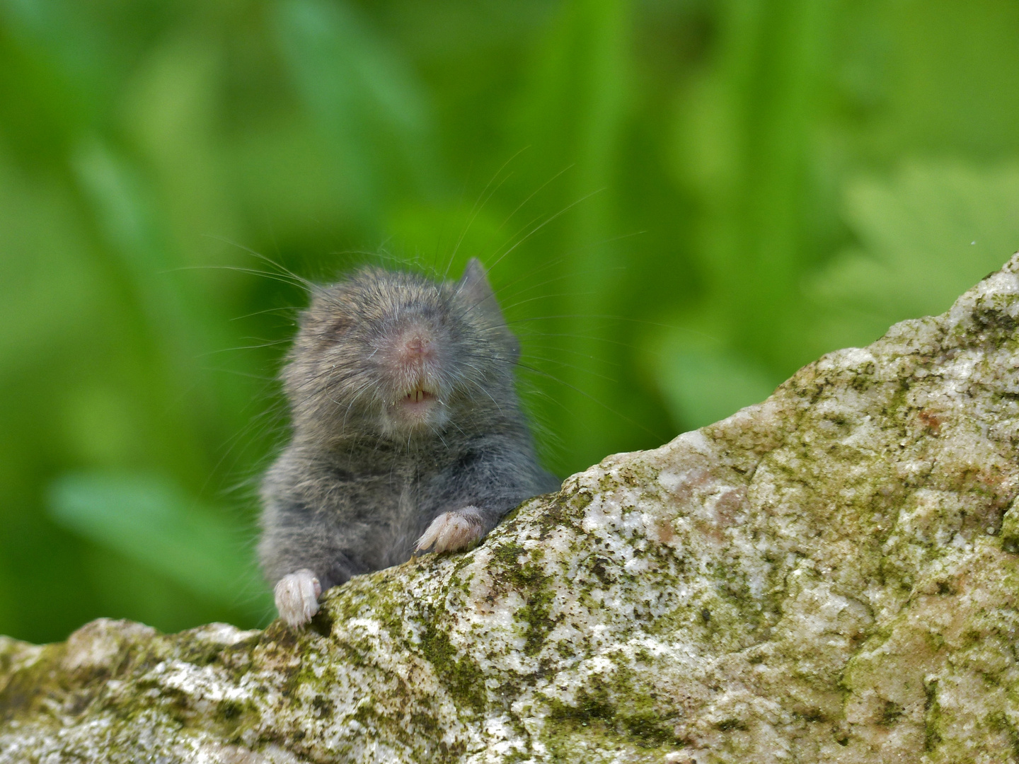 Hausmaus im Garten_02 Foto & Bild | tiere, wildlife ...