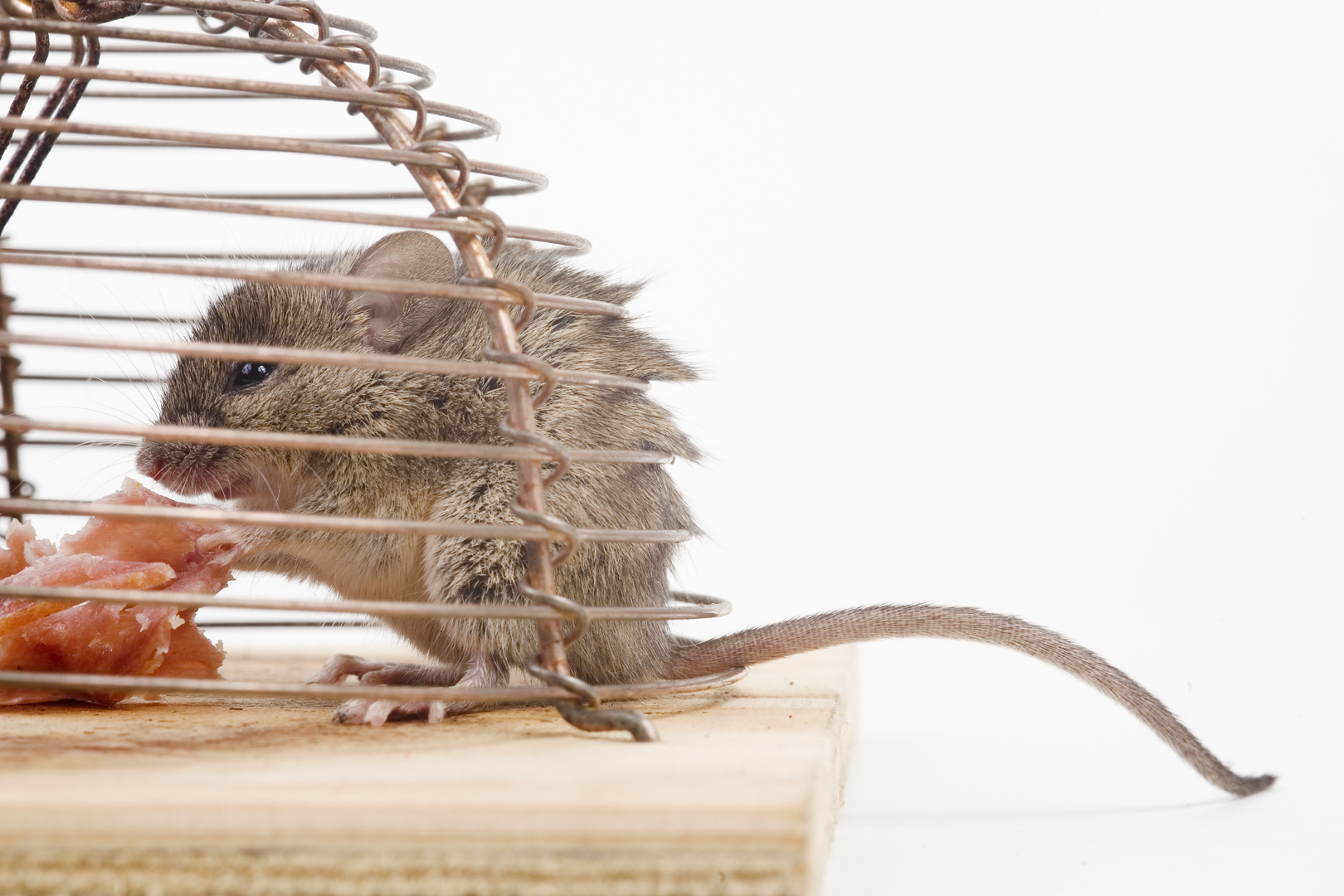 Hausmaus in einer Mausefalle (mus musculus) - house mouse (mus musculus) in a mousetrap