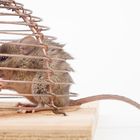 Hausmaus in einer Mausefalle (mus musculus) - house mouse (mus musculus) in a mousetrap