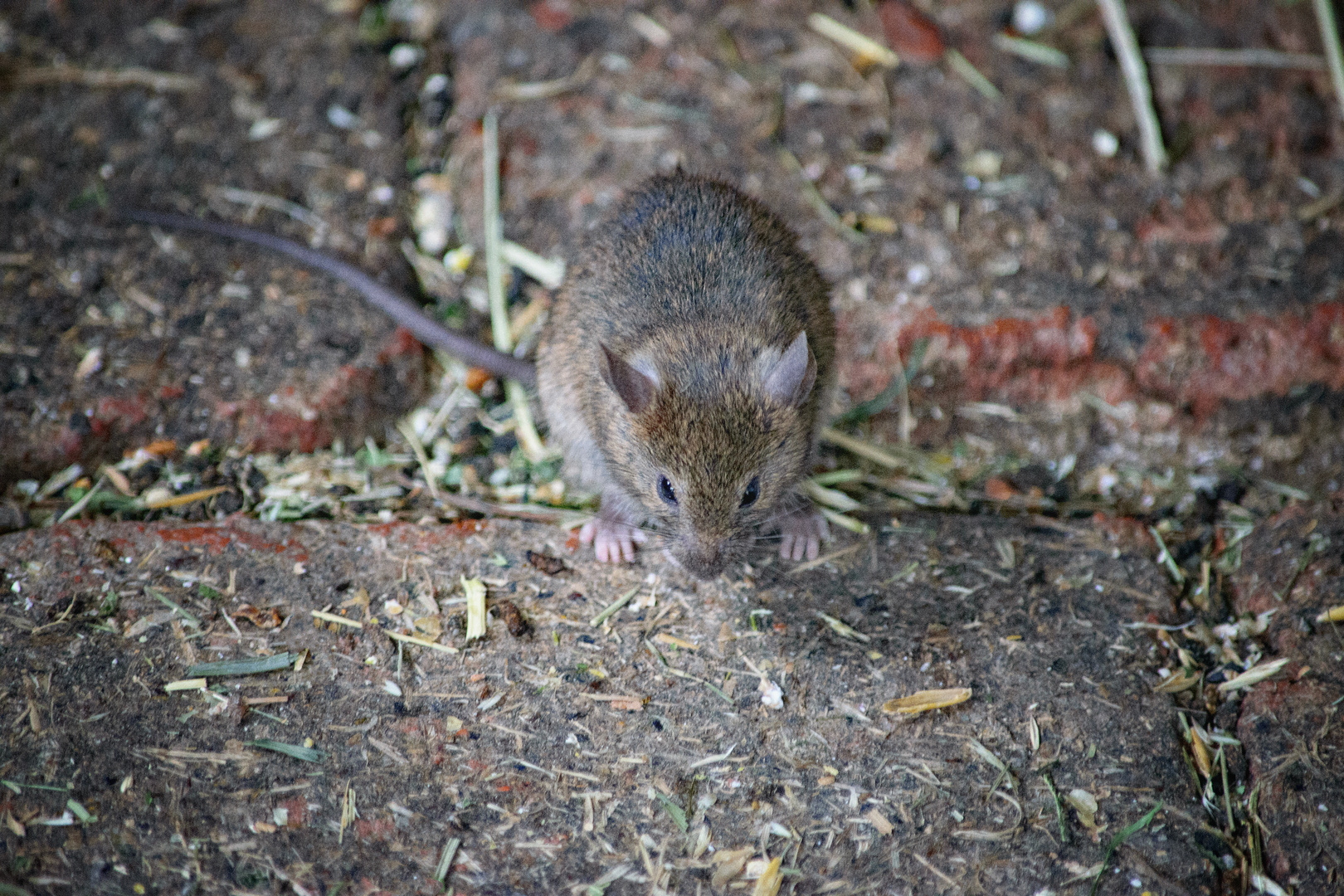 Hausmaus (Mus musculus), shot from above