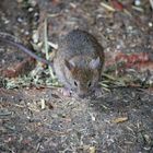 Hausmaus (Mus musculus), shot from above