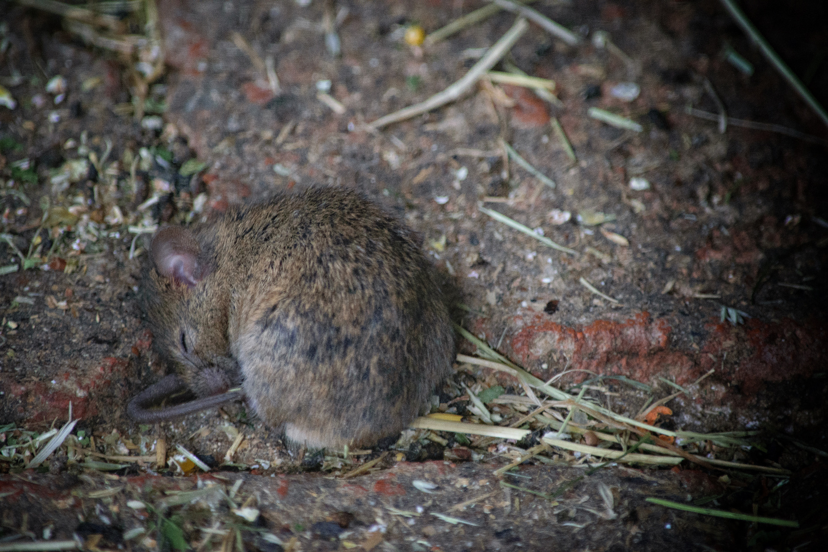 Hausmaus (Mus musculus) - sie schläft, sleeping