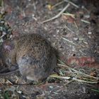 Hausmaus (Mus musculus) - sie schläft, sleeping