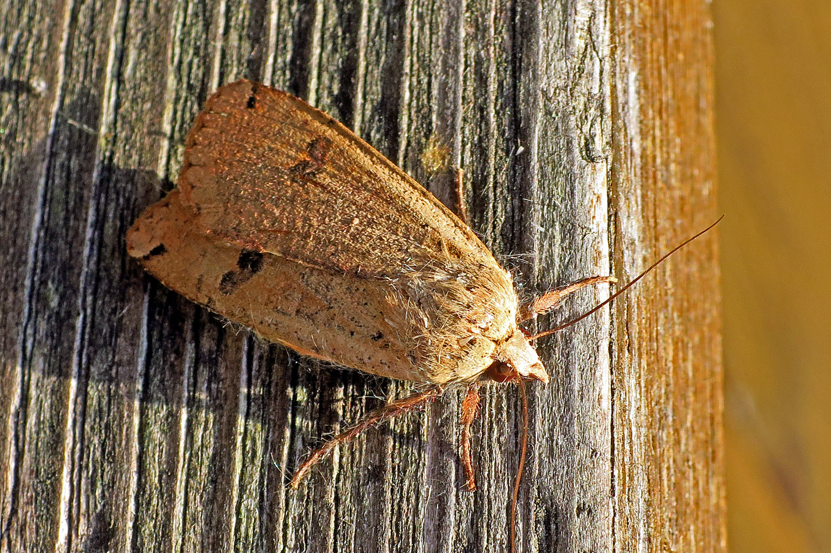 Hausmutter (Noctua pronuba)