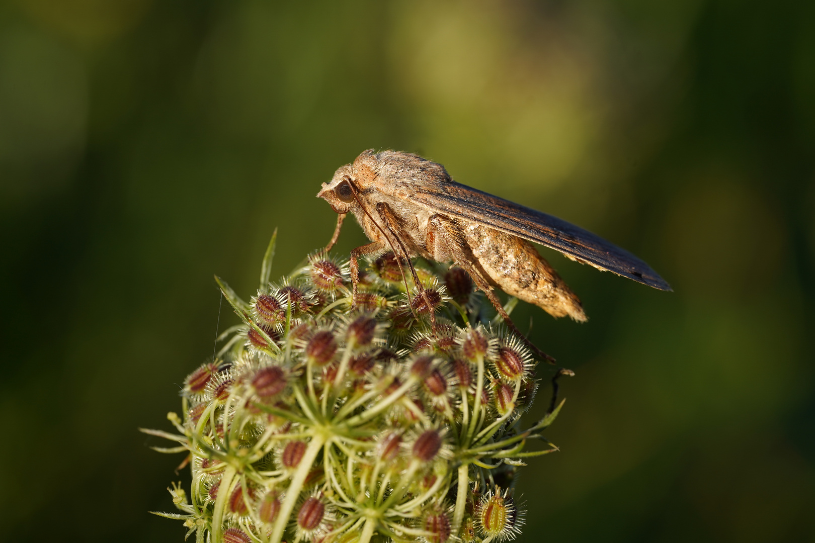 Hausmutter (Noctua pronuba)