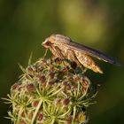 Hausmutter (Noctua pronuba)