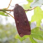 Hausmutter (Noctua pronuba)