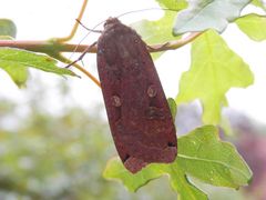 Hausmutter (Noctua pronuba)