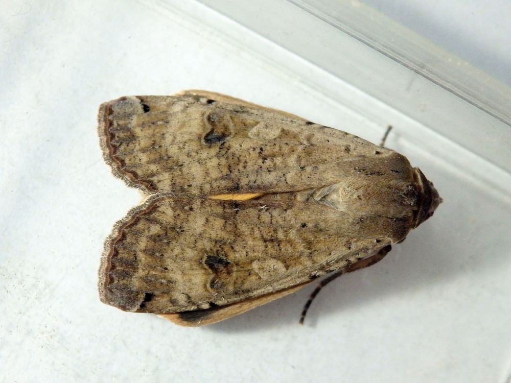 Hausmutter (Noctua pronuba)