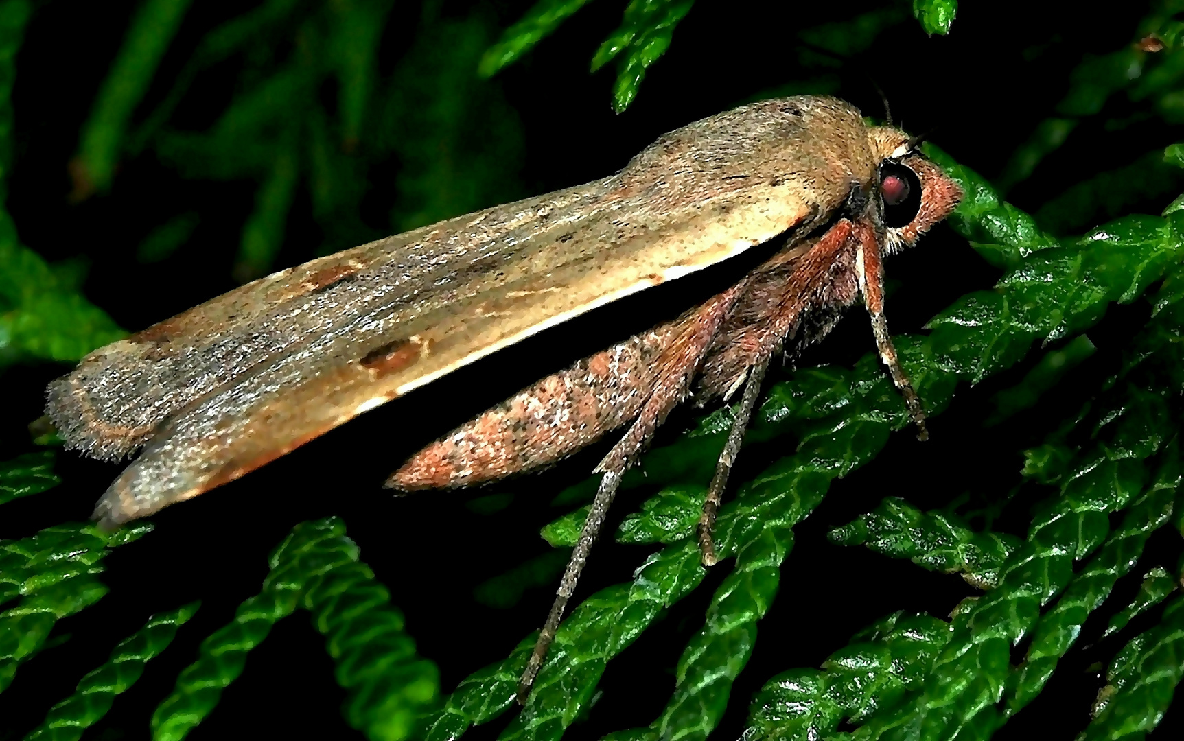 Hausmutter (Noctua pronuba)