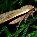 Hausmutter (Noctua pronuba)