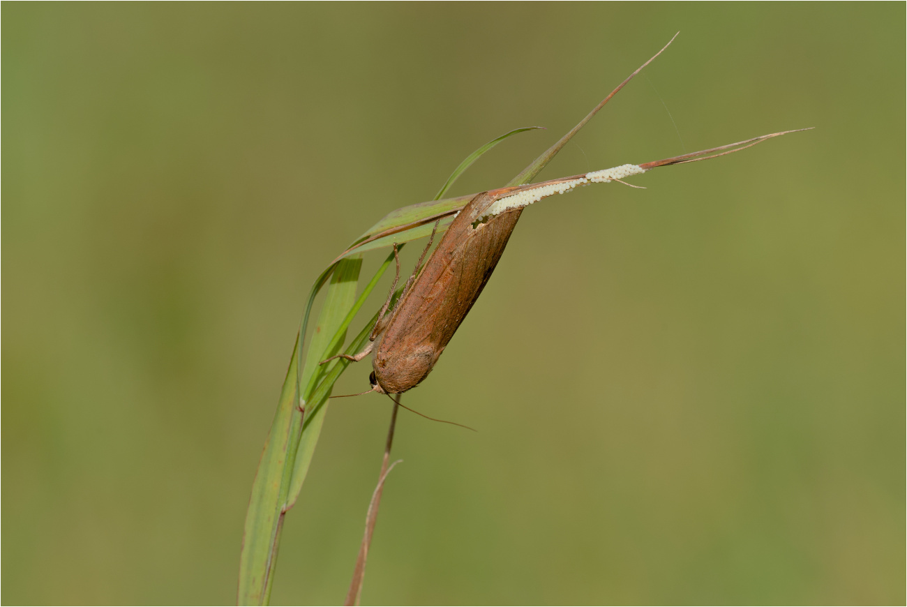 Hausmutter (Noctua pronuba) bei der Eiablage