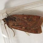 Hausmutter (Noctua pronuba)