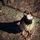 Hausperling auf Futtersuche