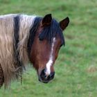 hauspferd-equus-ferus-caballus-horse_27020283849_o