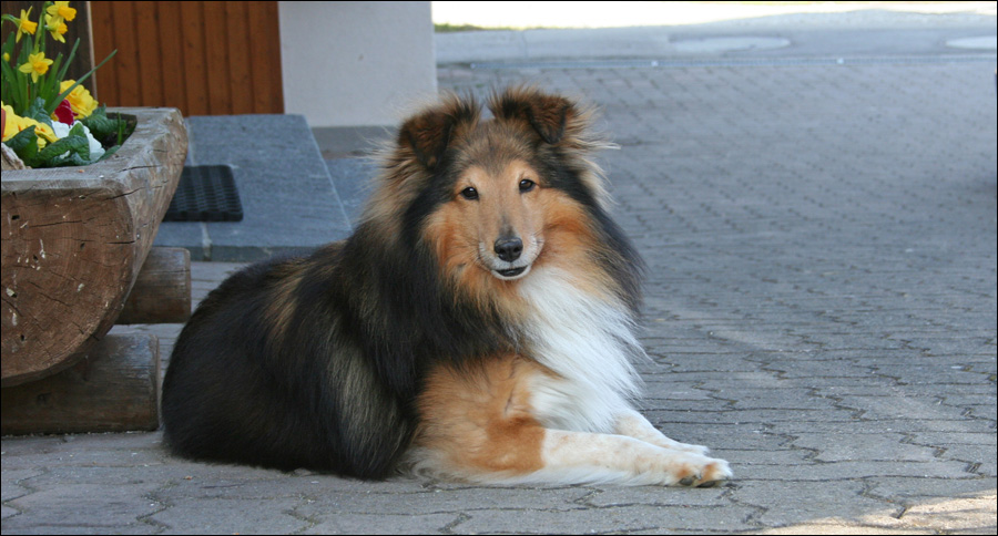 Hausplatz-Sheltie